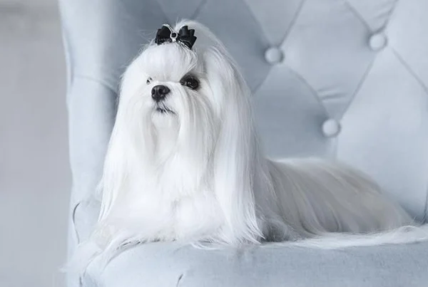 Maltese
