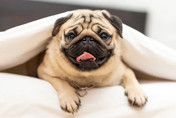 Pug