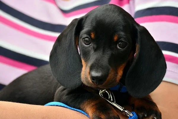 Dachshund