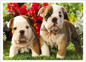 English Bulldog