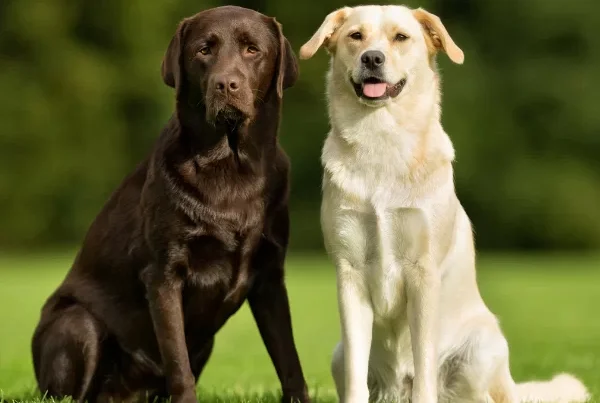 Labrador Retriever