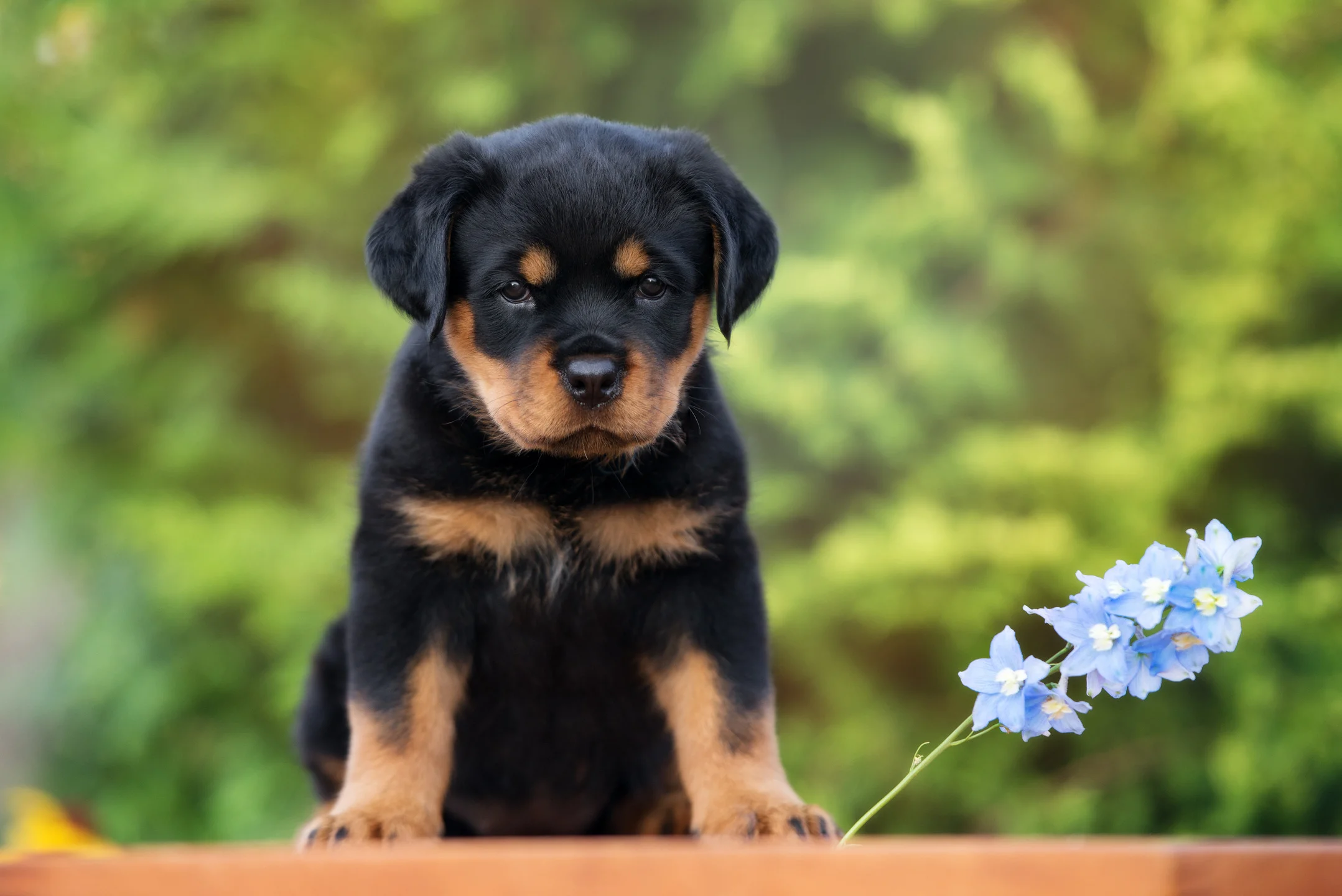 Rottweiler