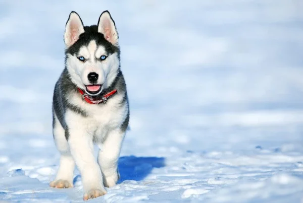 Sibrian Husky