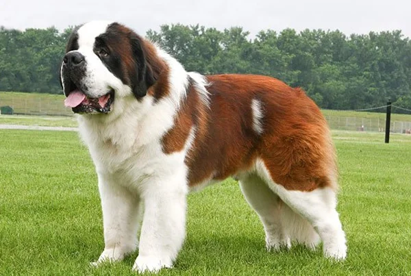 Saint Bernard