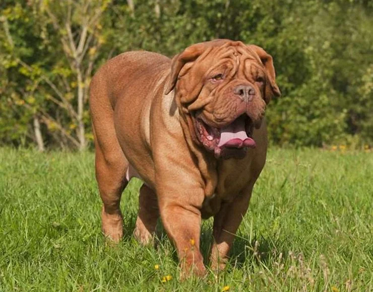 French Mastiff