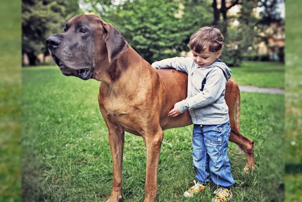 Great Dane