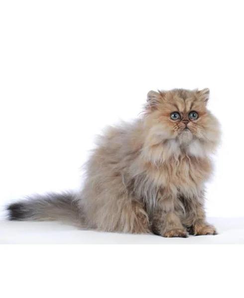 Persian Cat