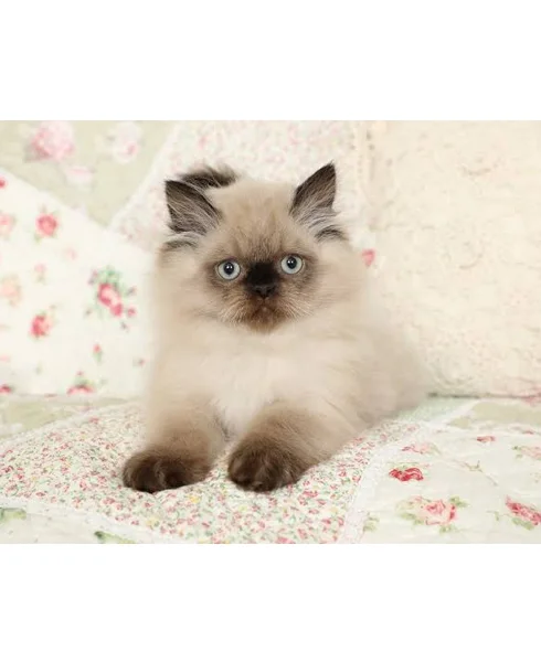 Himalayan Cat