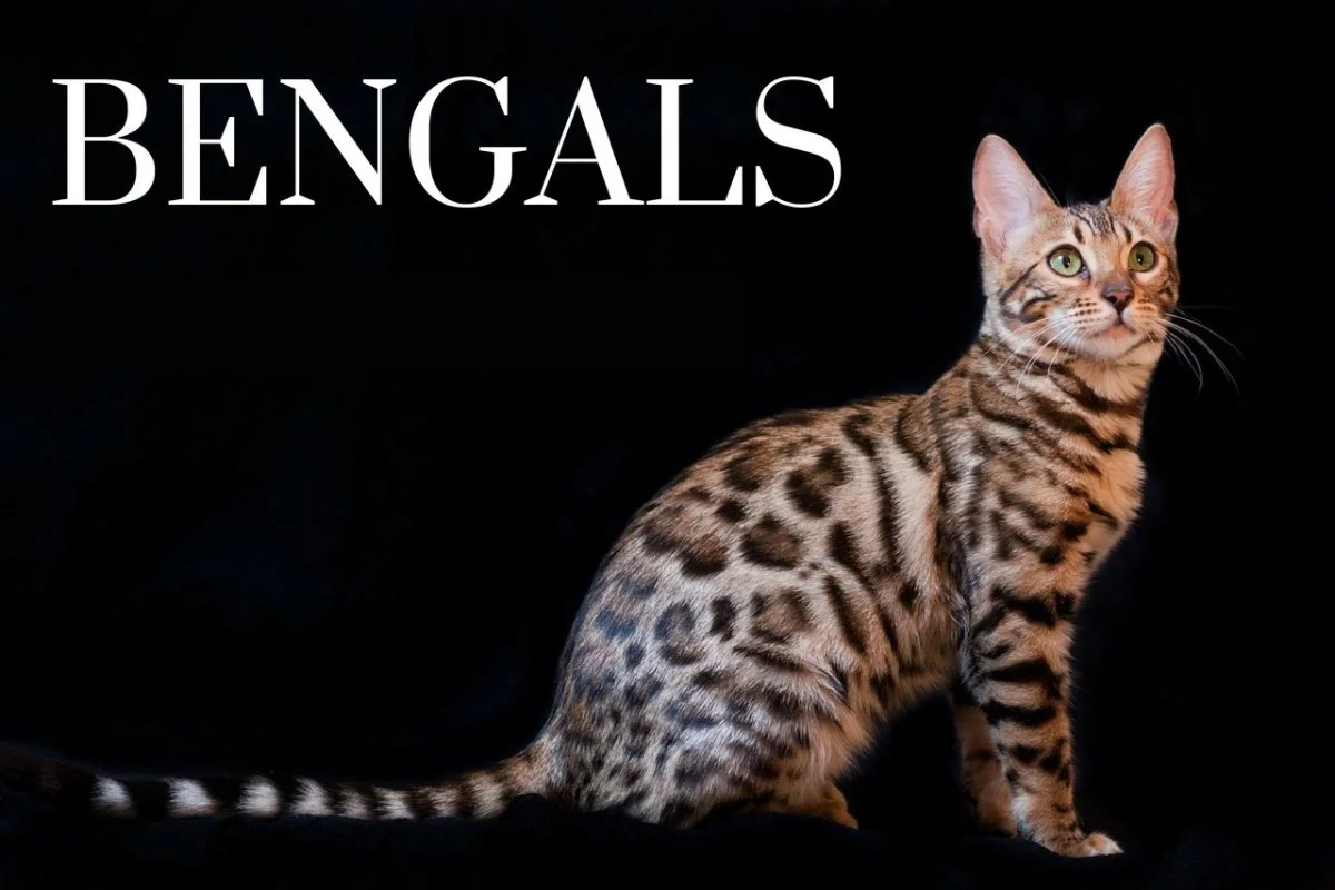 Bengal Cat