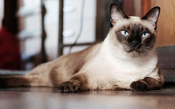 Siamese