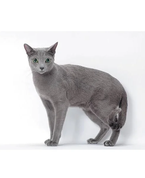 Russian Blue