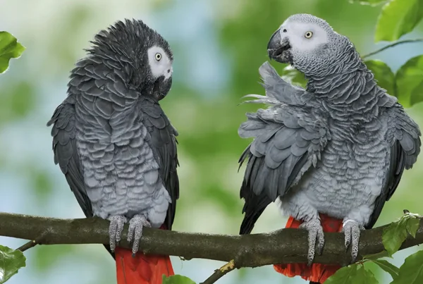 Grey Parrot