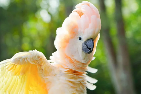 Cockatoo