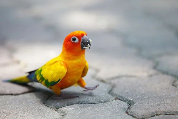 Sunconor