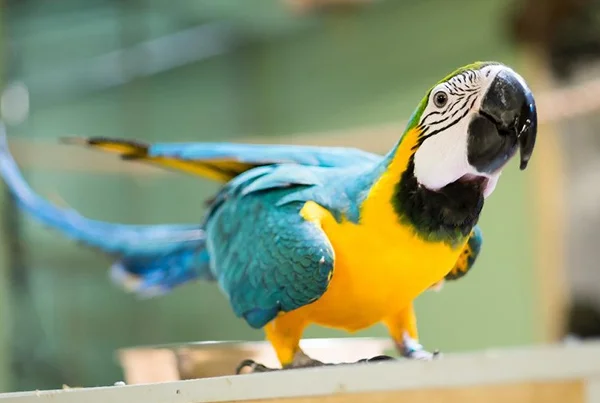 Blue and Gold Macaw