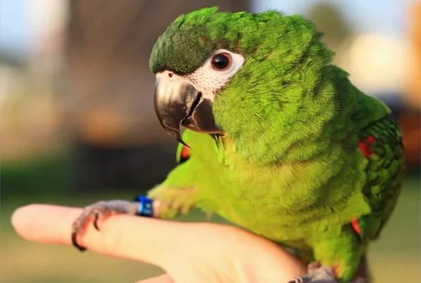 Hahn's macaw
