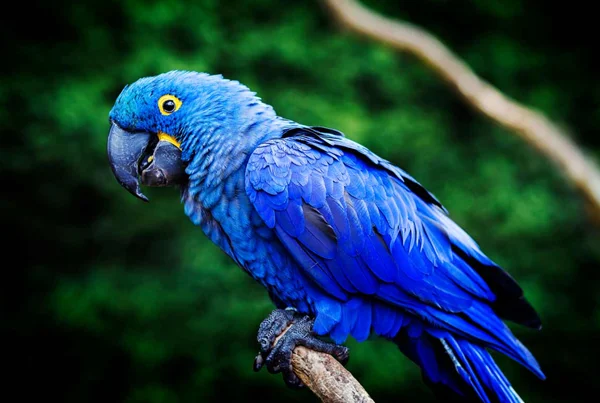 Hyacinth Macaw