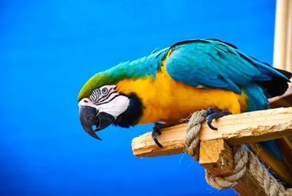 Hybrid Macaw