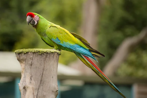 Military Macaw
