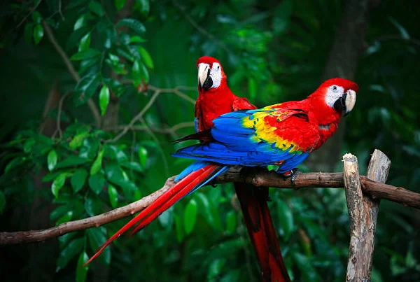 Scarlet Macaw