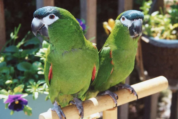 Macaw