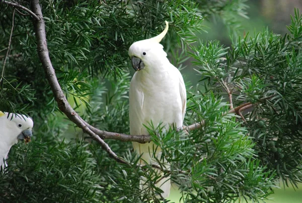 Umbrella Cockatoo