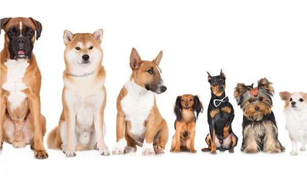 Dogs